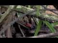 Green Pathways Tours Nicaragua: Jungles And Rivers Pearl Lagoon 2010