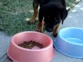 Rottweiler´s Pups (Branca y Bronco)