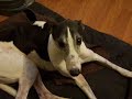 Laziest Dogs Ever Laziest Dogs Ever
