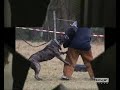 Perro de Presa Canario Alano IPO www. Dogo -Canario.de