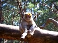Perverser Affe