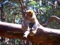 Perverser Affe