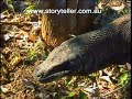 Part 1 Komodo Dragons - Animal X Classic Series 1