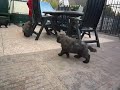 Big brother Diego with 7 weeks old bouvier puppies