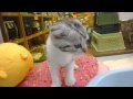 ������������ѥˡ� ��ǭ�Ҳ� �����ƥ��å���ʽ��λҡ� ID:40:YouTube������=13��