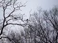 Mockingbird Sings