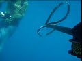 chasse sous marine avec Olivier et cyril