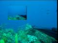 chasse sous marine avec Olivier et cyril