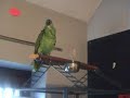 Un perroquet qui chante comme la Callas Un perroquet qui chante comme la Callas