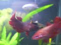 Bettas(femeas) brigando de leve...