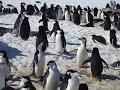 Chinstrap Penguin Colony