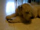 Taiwan - Hualien scwt - Cheese eat BONE A MINTS