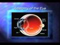 Cataracts and the lens of the eye