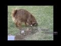[video]