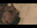 Dog Snores 