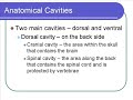 Body Cavities Body Cavities