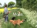 Group Gundog training Group Gundog training