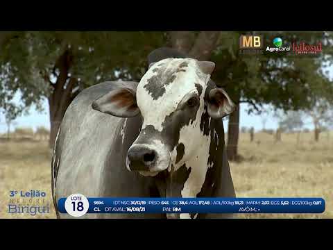 2 DE OLHO NA FAZENDA NELORE BIRIGUI