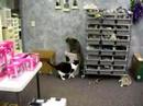 pet cats have a fight pet cats have a fight