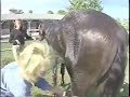Grooming for Success: Bathing Your Horse, part 1, eXtension