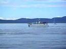 Whale Watching In Orcas Island