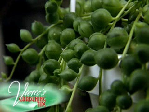 how to plant string of pearls