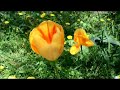 Tanz der Blumen - Musik zum Entspannen - Panflöte / Gitarre