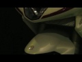 MOTO CORSE Complete Bike MV AGUSTA F4 R312C