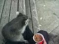 More raccoons