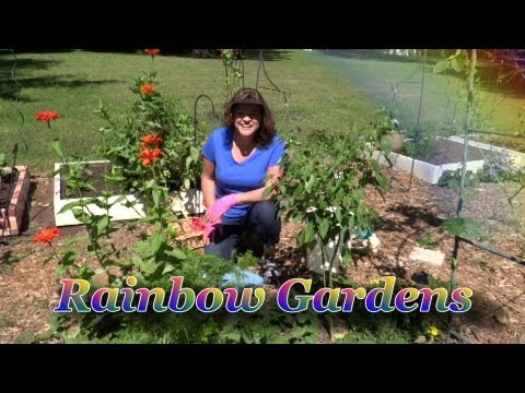 how to harvest carrot seeds