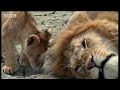A lion pride - introducing daddy to the cubs - BBC wildlife