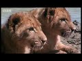 lions   spy in the den: lioness strike   parenting