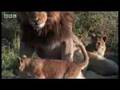A lion pride - introducing daddy to the cubs - BBC wildlife