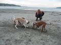 The Sighthound BeachParty