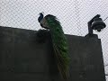 oiseaux oiseaux