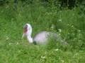 oiseaux
