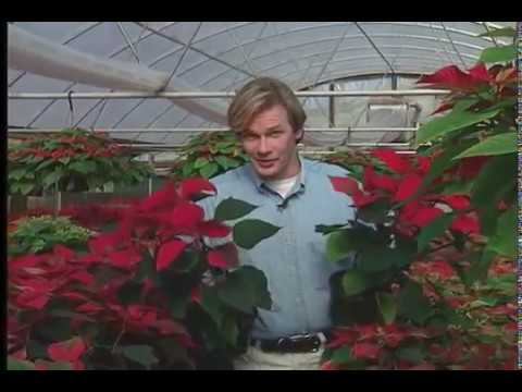 how to replant poinsettias