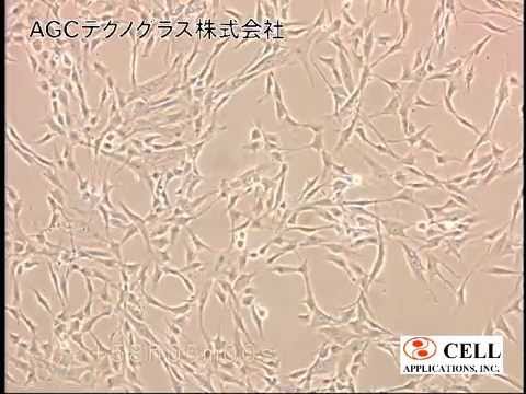 how to isolate mef cells