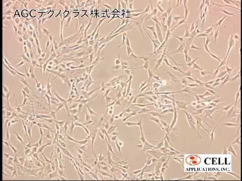 how to isolate extracellular matrix