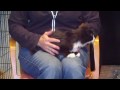 Adopt Figaro the Cutie Pie from Animal Allies!! animalallies.org