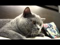 Our lovely son - Pig B, a British Shorthair Cat - 2nd Video 2010 by Canon EOS 7D
