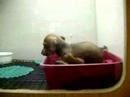 At the Pet Shop