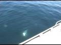 videos de 5kg Snapper - Soft Plastic (snaps rod)