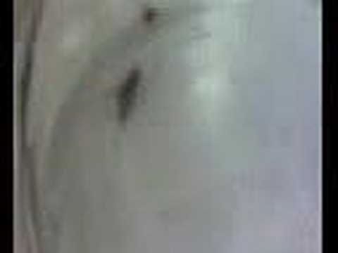 Animal Diversity 7C - Arthropoda - ...