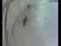 Animal Diversity 7C - Arthropoda - Insecta