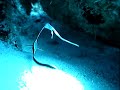 Drum fish Juvenile Drum fish Juvenile
