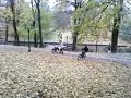 Bastejkalna drops