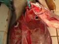 videos de City vs Village Fishing