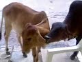 the cow of rajkot by Tony