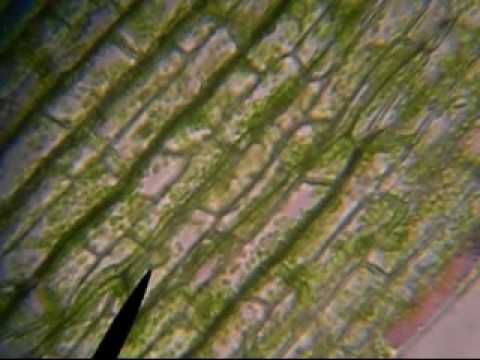 Streaming Cytoplasm and Talking Cells